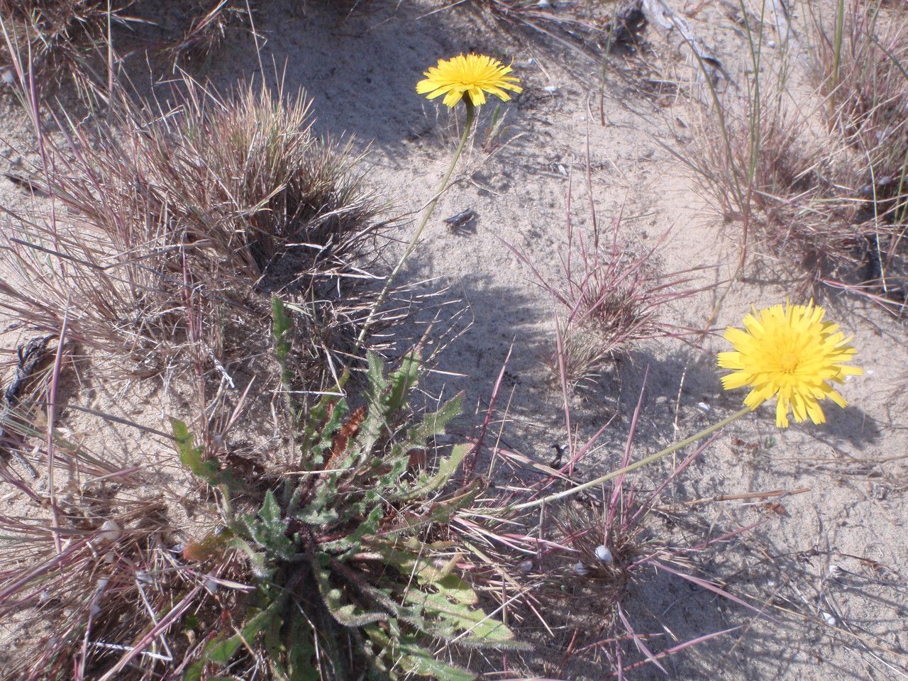 Taraxacum anglicum habit