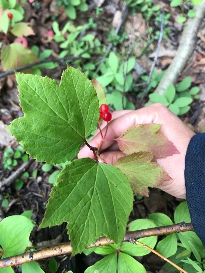 Viburnum edule — search result for 'Alaska'