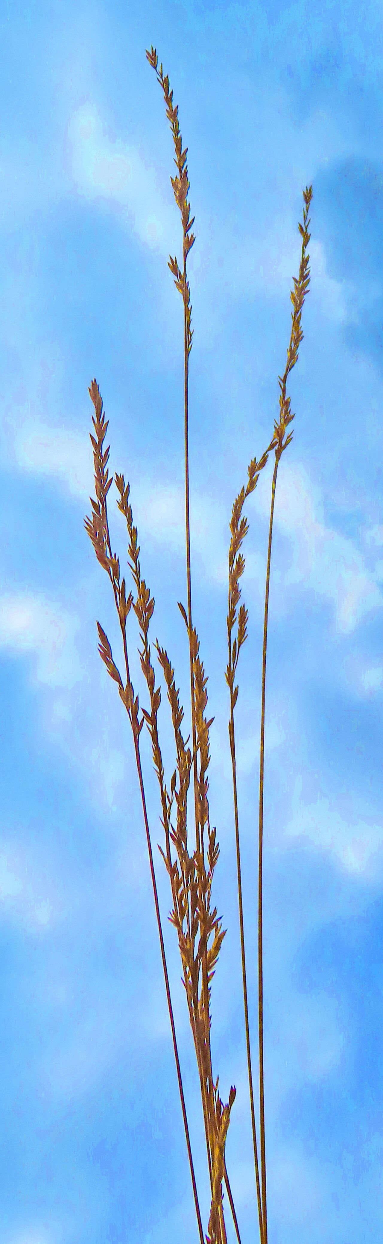 Festuca novae-zelandiae flower