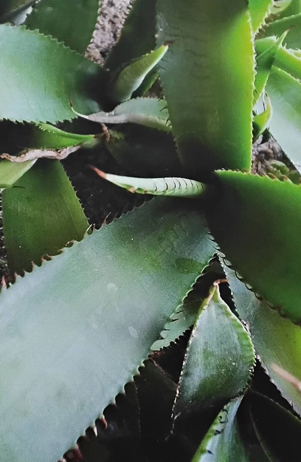 Agave aurea — houseplant care guide