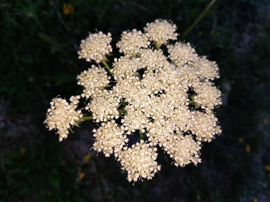 Laserpitium halleri flower