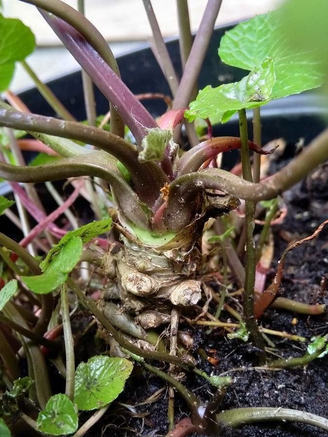 Eutrema japonicum bark