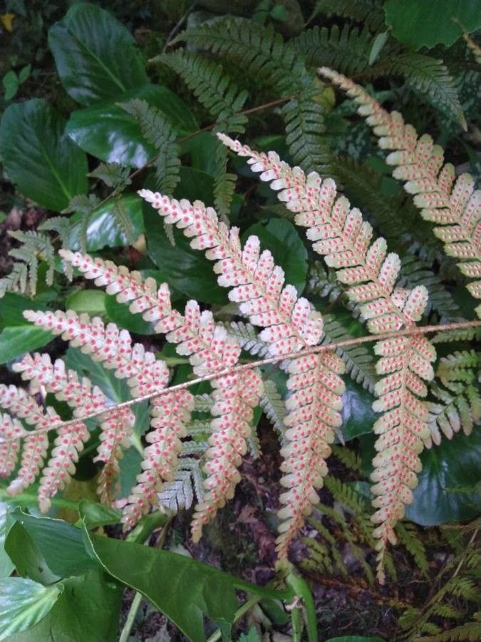 Dryopteris erythrosora flower