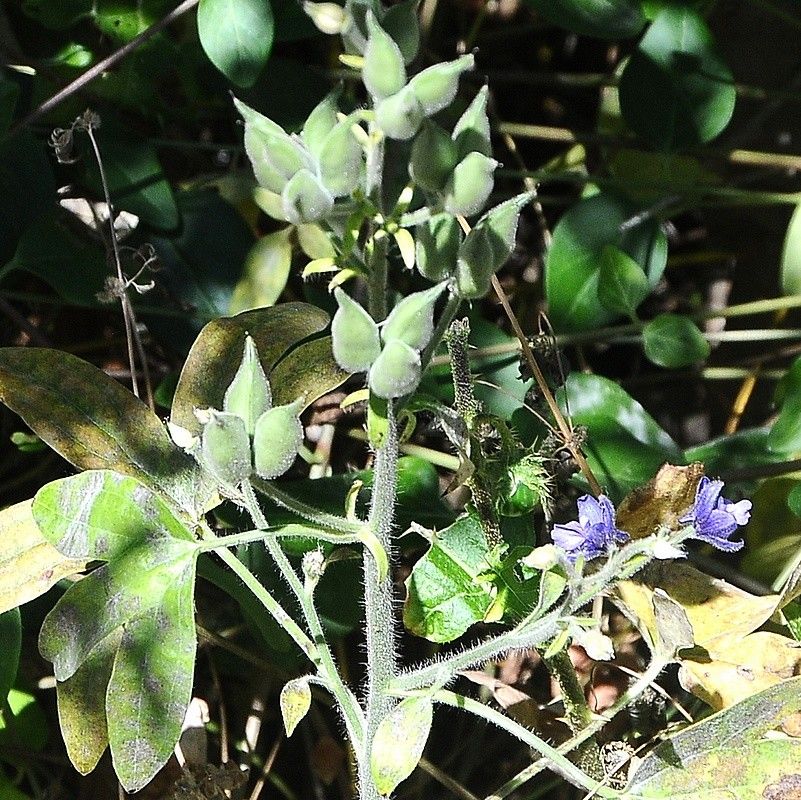 Delphinium staphisagria fruit