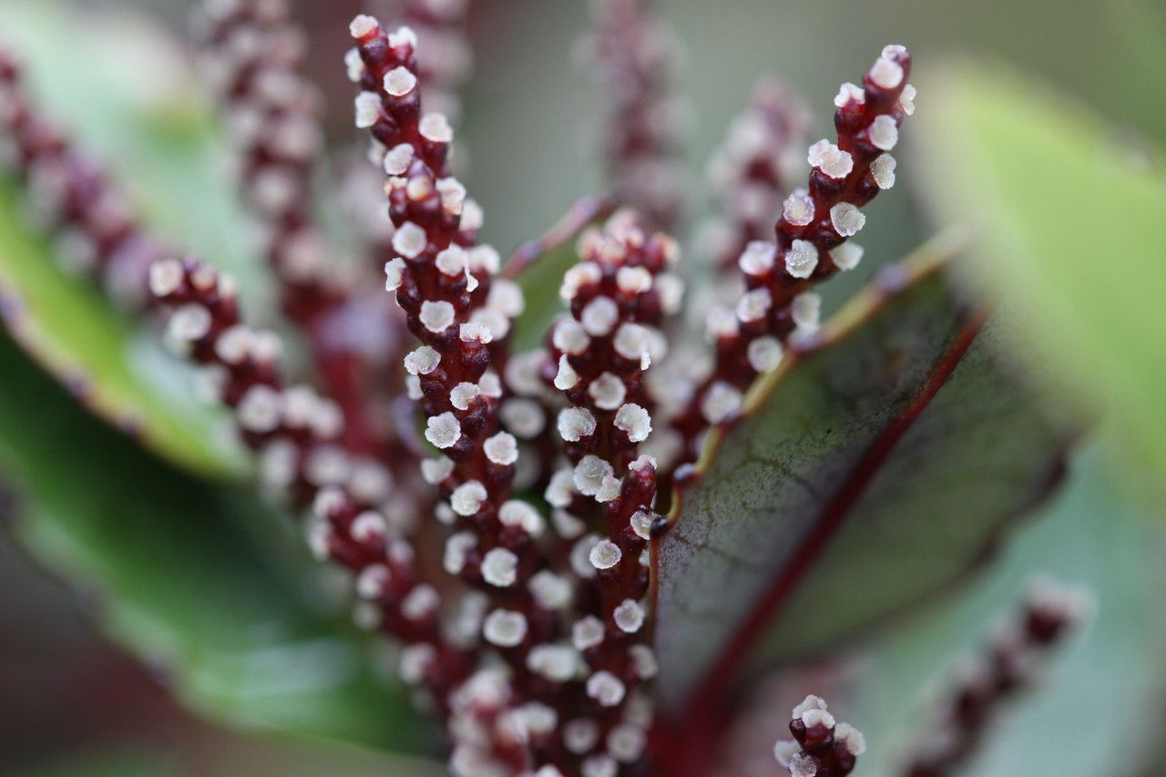 Ascarina rubricaulis flower