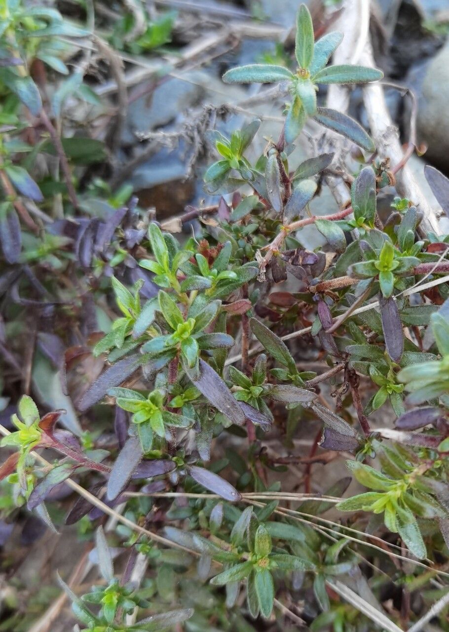 Putoria calabrica — houseplant care guide