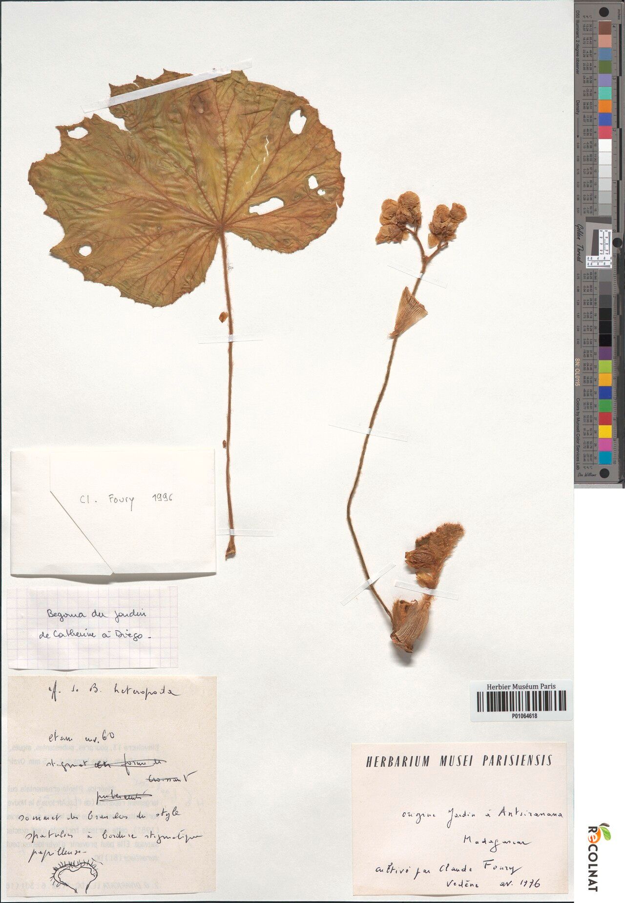 Begonia heteropoda — houseplant care guide