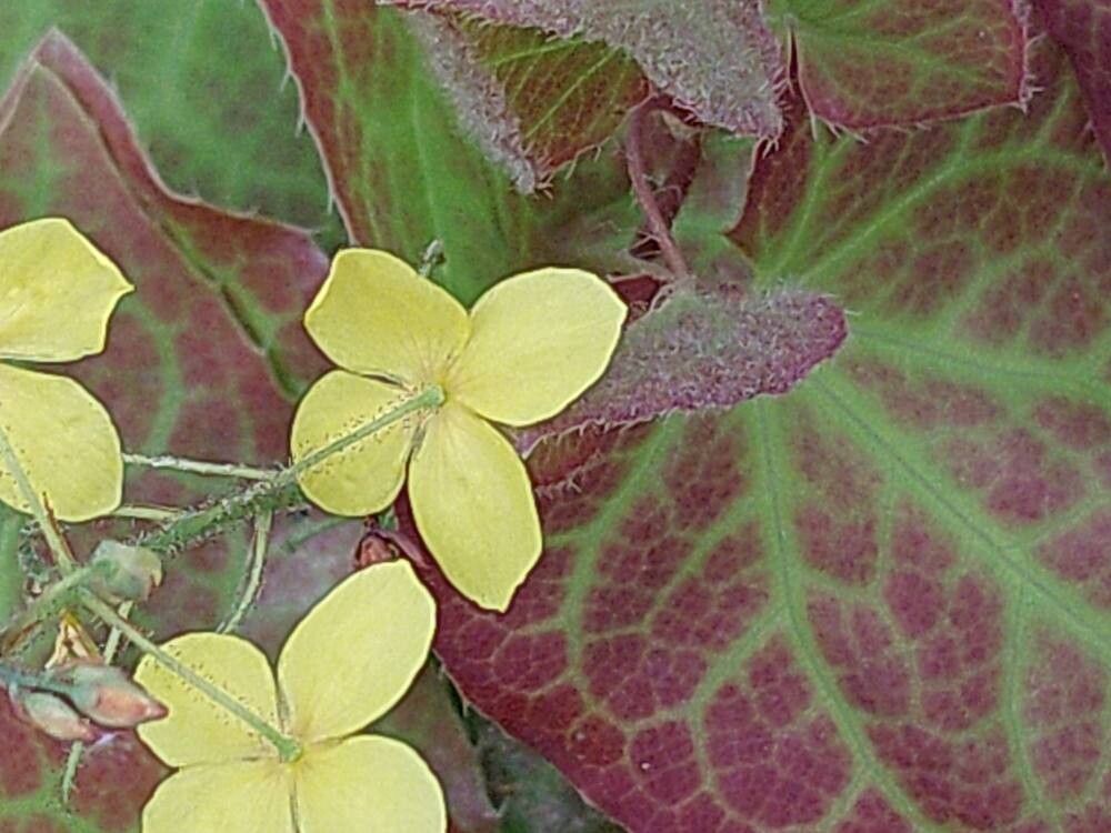 Epimedium × perralchicum flower