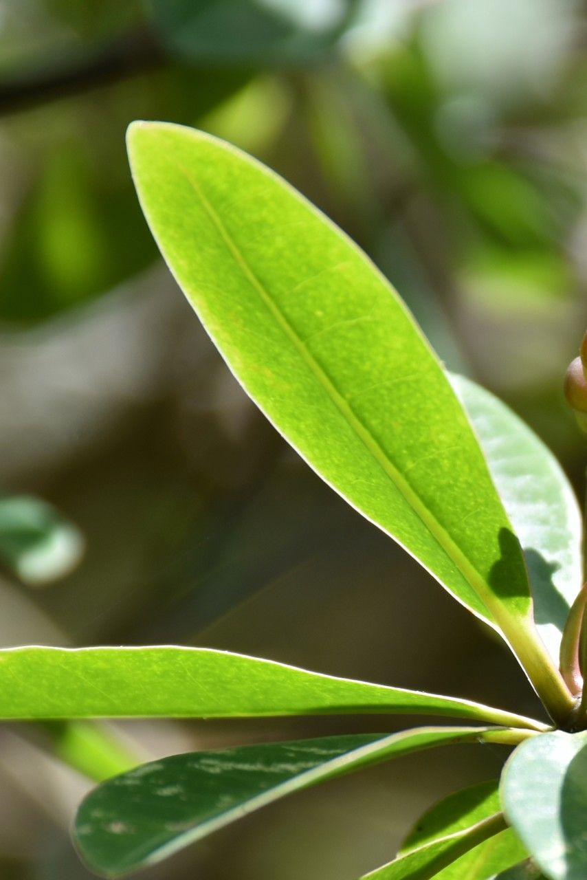 Euphorbia pyrifolia — houseplant care guide