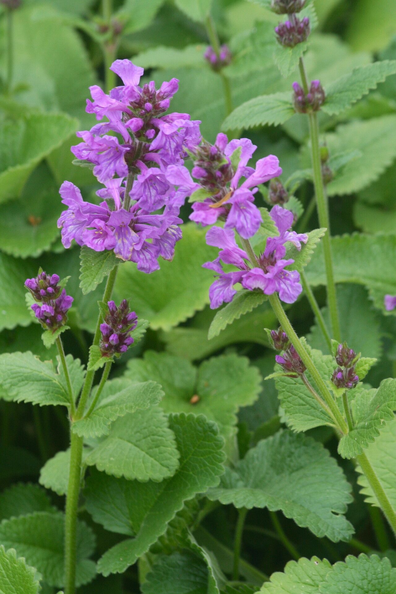 Stachys macrantha flower