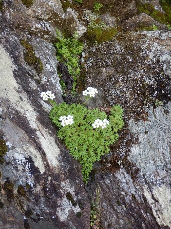 Saxifraga cervicornis habit