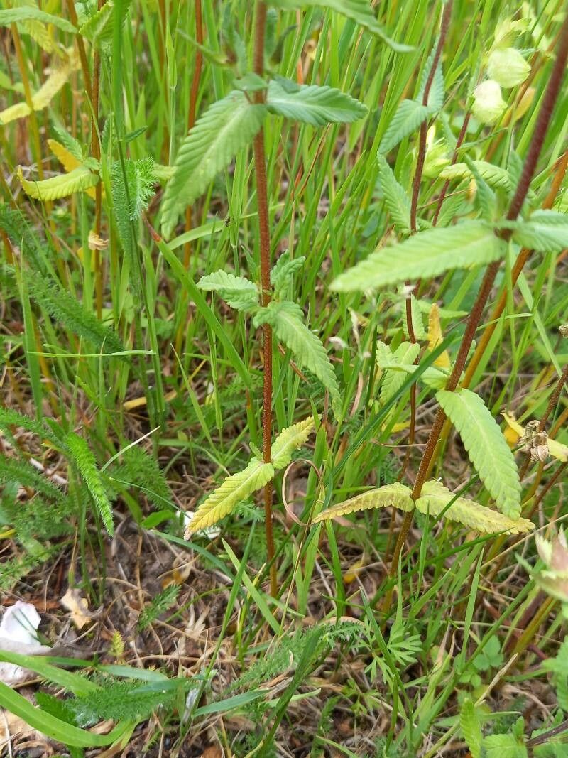 Rhinanthus alectorolophus leaf