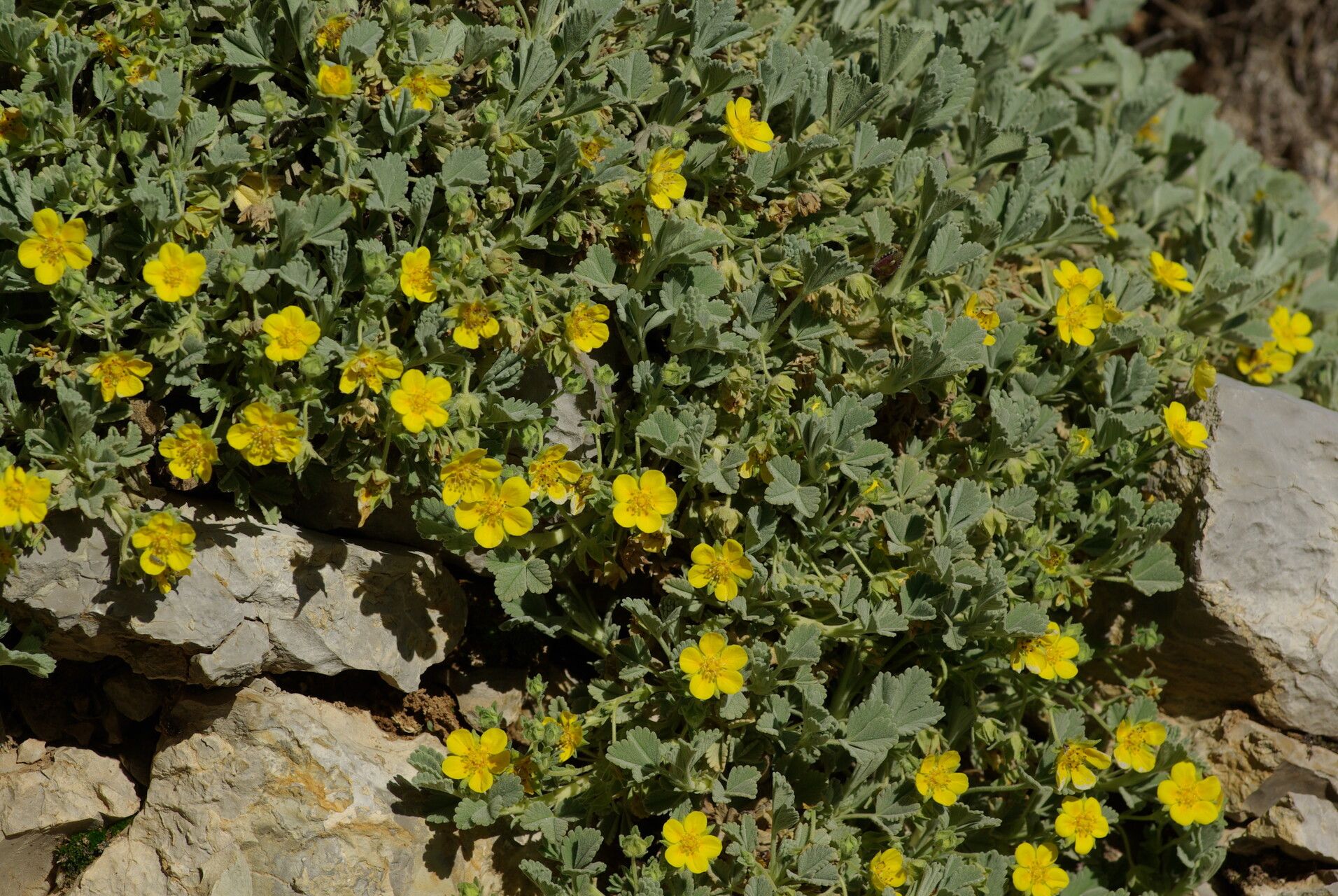 Argentina peduncularis habit