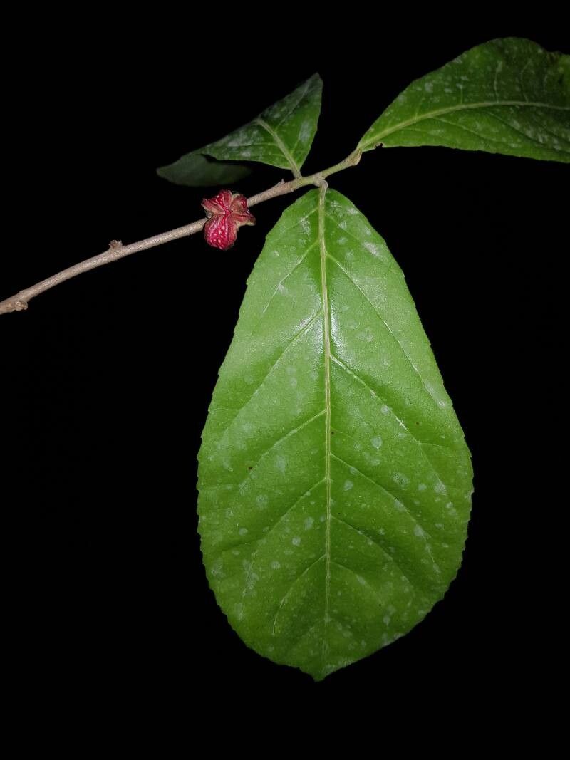 Casearia hirsuta fruit