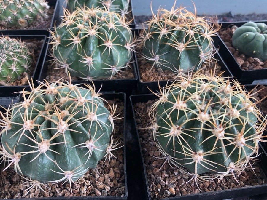 Echinopsis obrepanda leaf