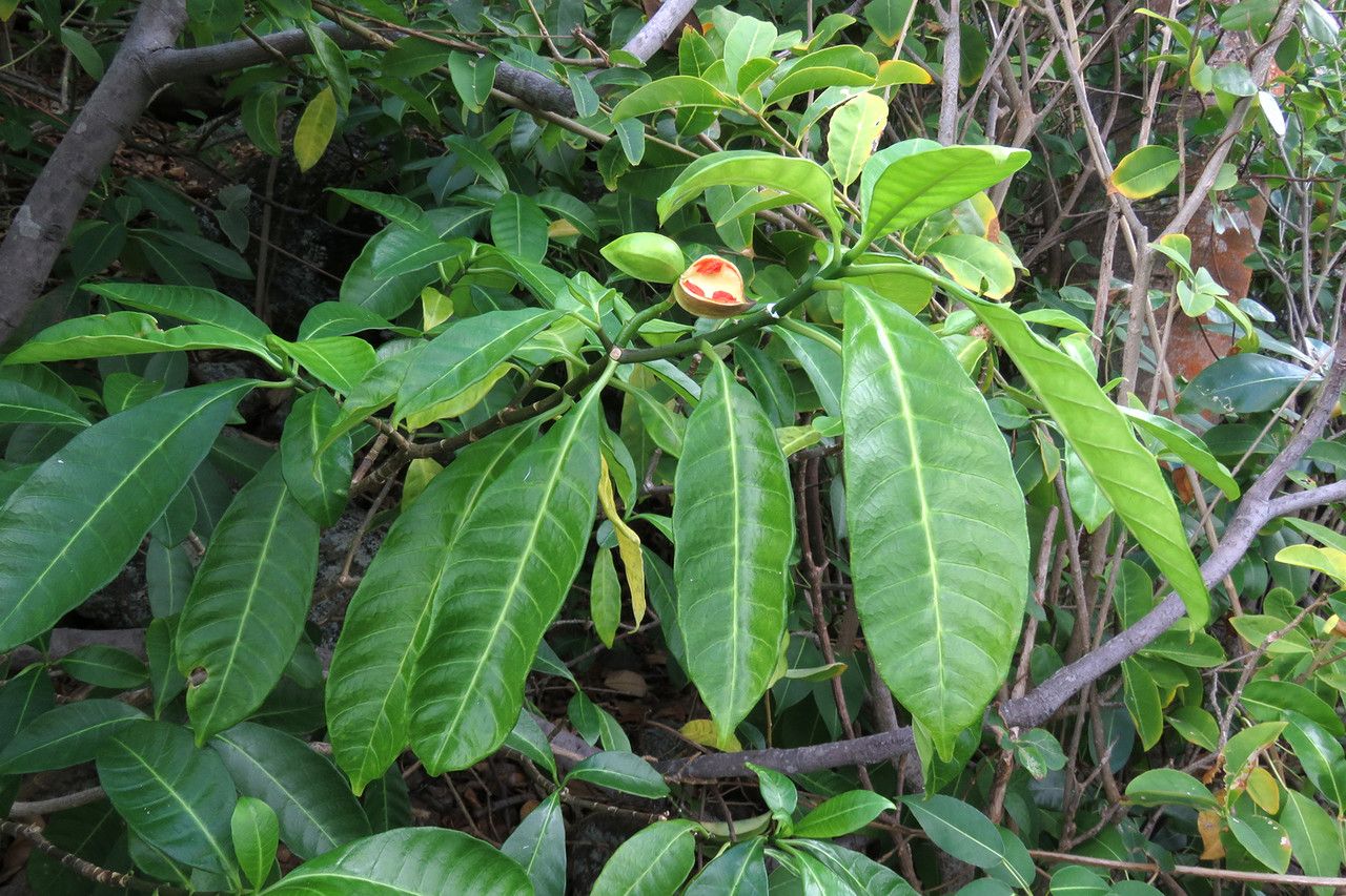 Tabernaemontana citrifolia — search result for 'Tabernaemontana'