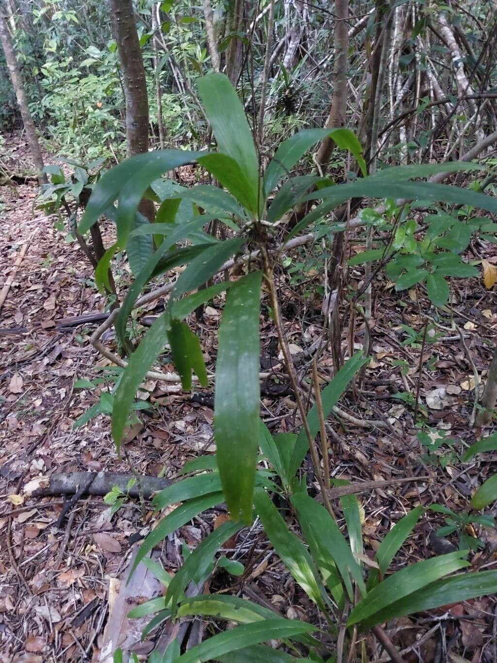 Dypsis simianensis habit