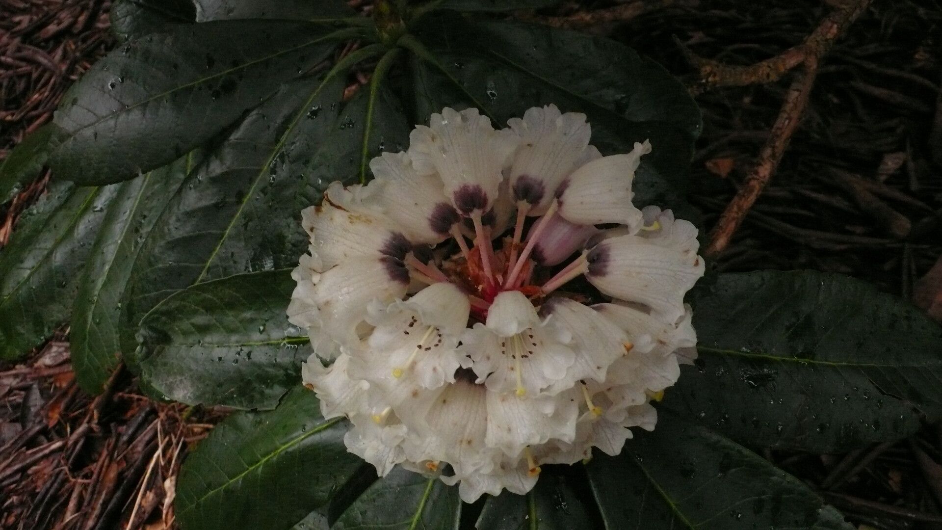 Rhododendron basilicum flower