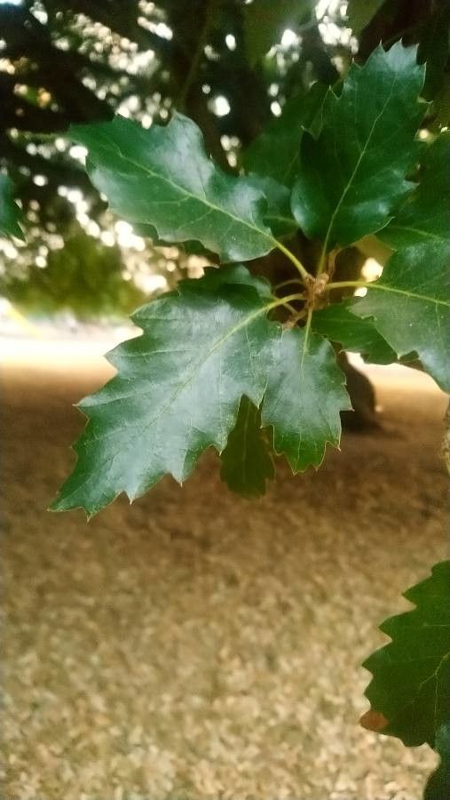 Quercus x lucombeana leaf