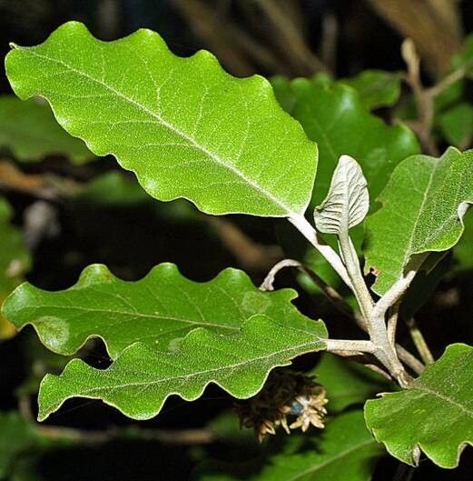Olearia albida — related species from the same genus