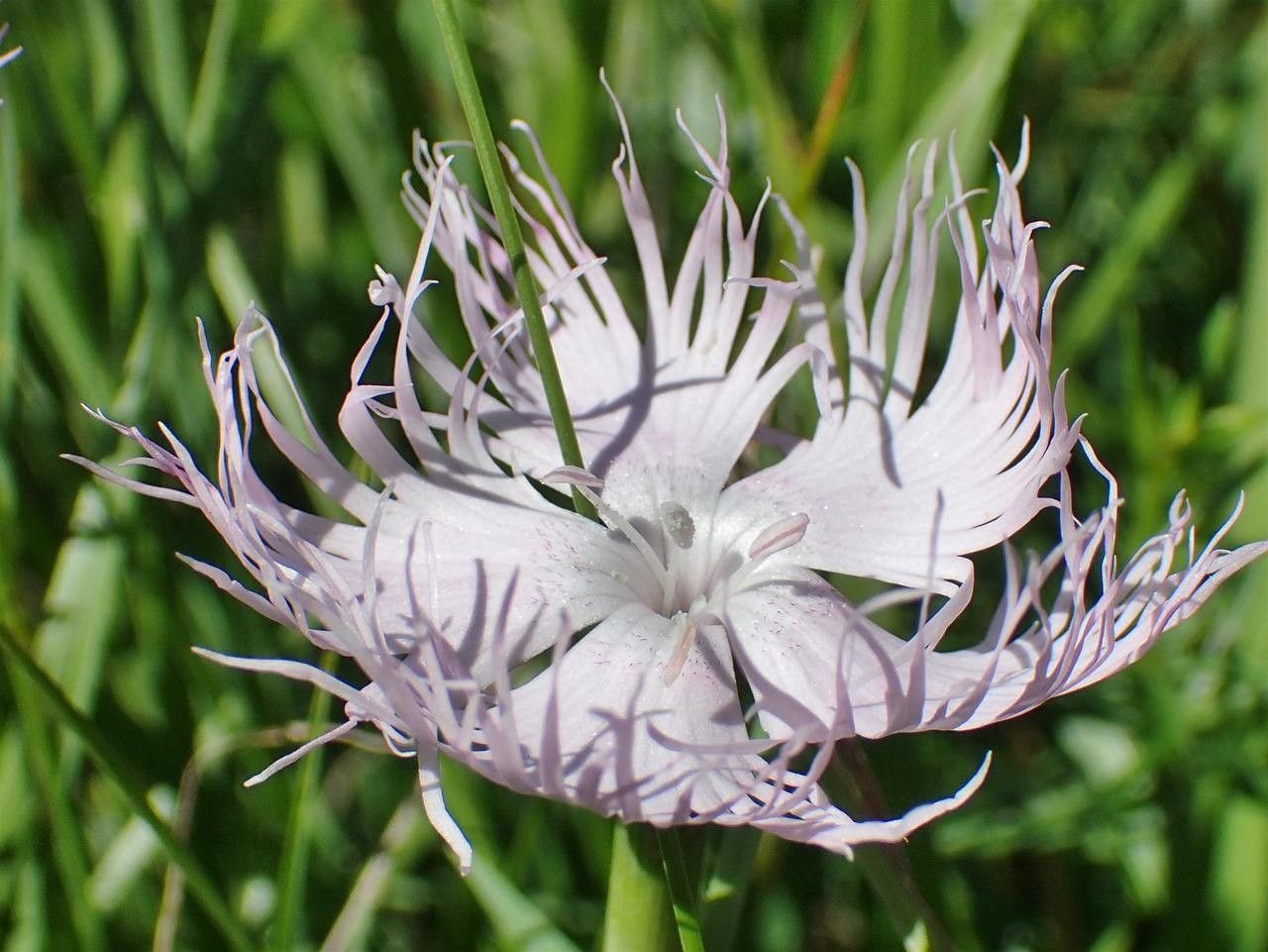 Dianthus hyssopifolius fruit