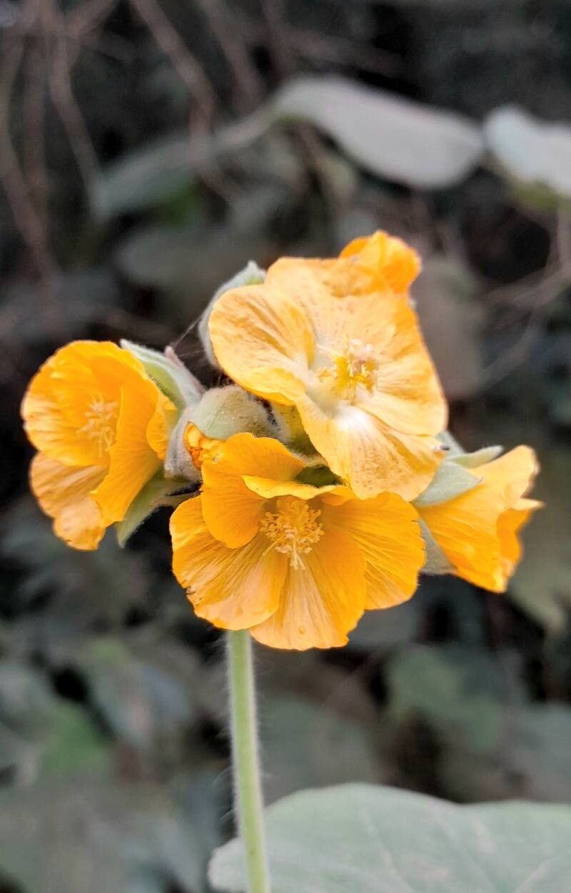 Abutilon umbelliflorum flower