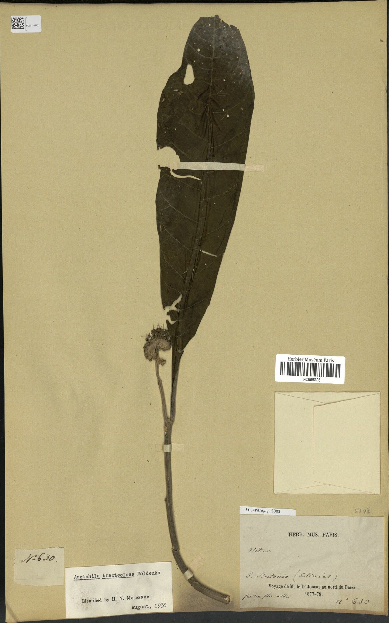 Aegiphila bracteolosa fruit