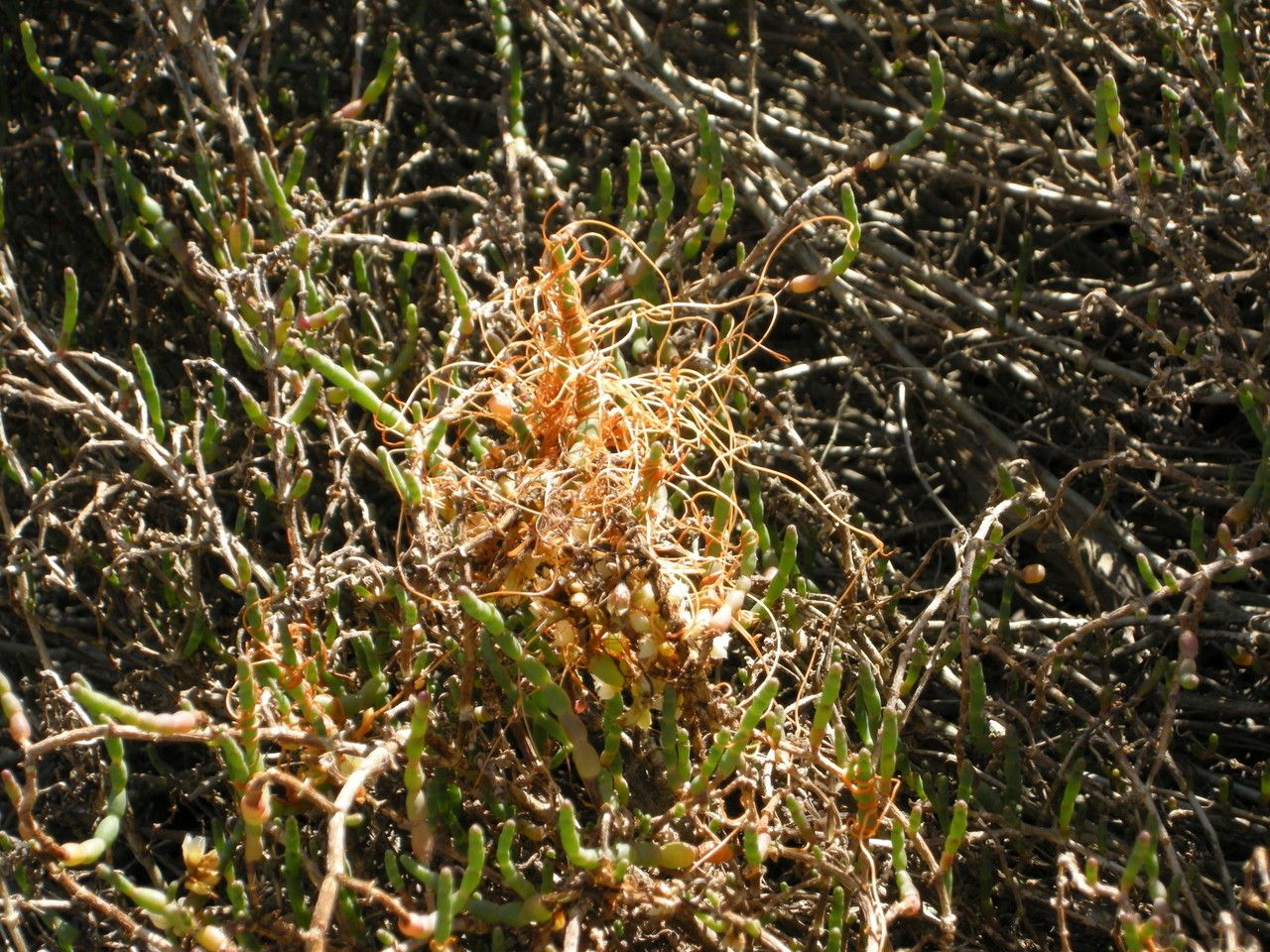Cuscuta salina bark