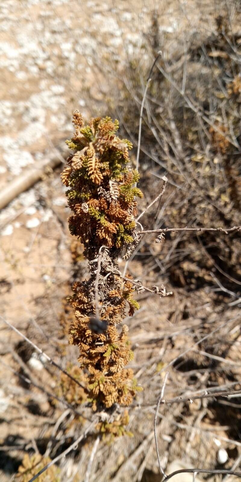 Santolina viscosa leaf