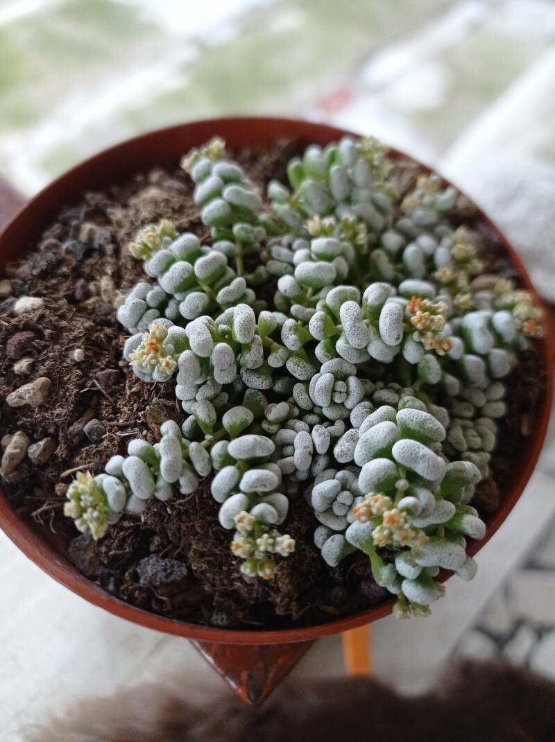 Crassula corallina — pet friendly houseplant