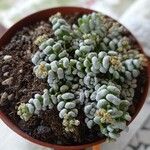 Crassula corallina