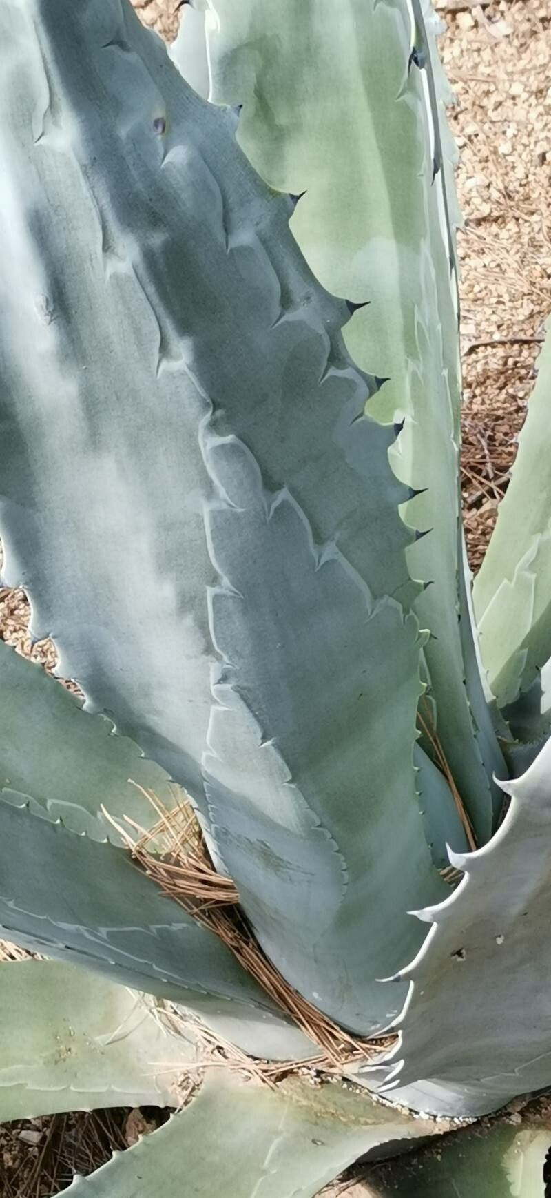 Agave polyacantha — houseplant care guide