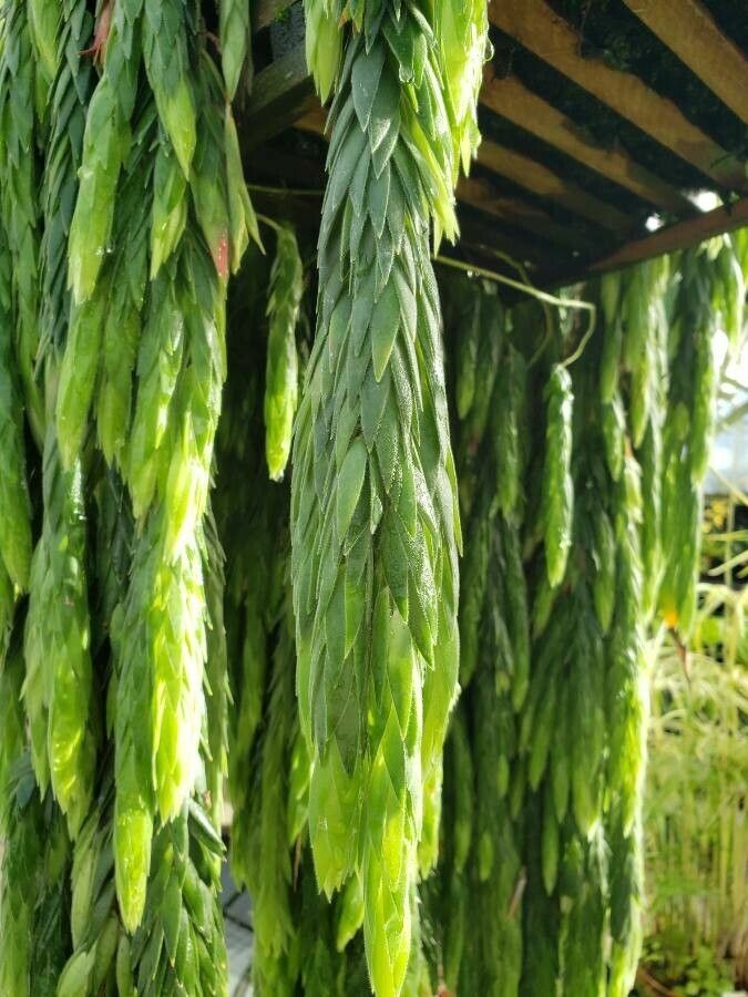 Ceratostema rauhii — houseplant care guide