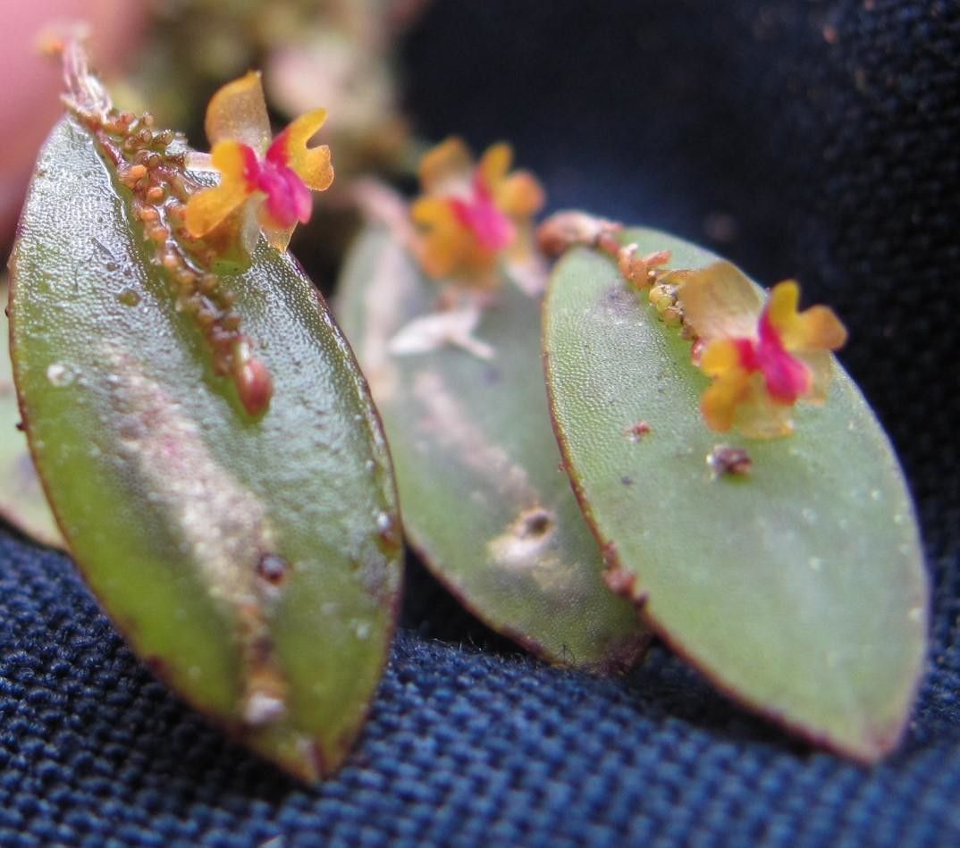 Lepanthes mariposa other