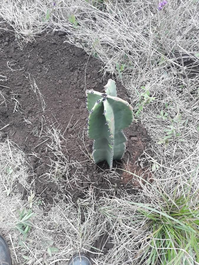Euphorbia cooperi fruit