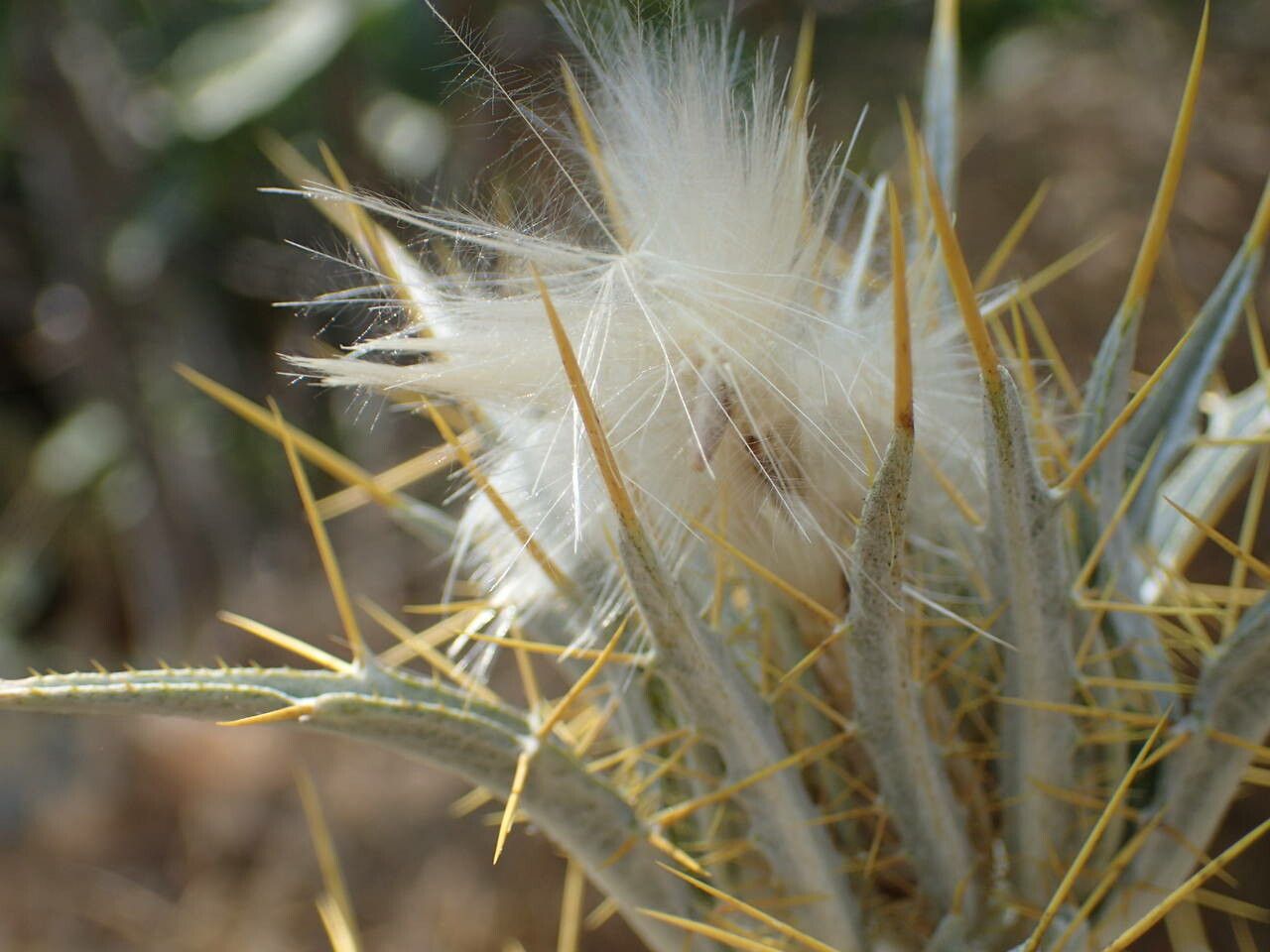 Picnomon acarna fruit