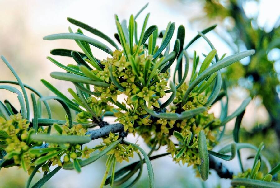 Rhamnus lycioides flower
