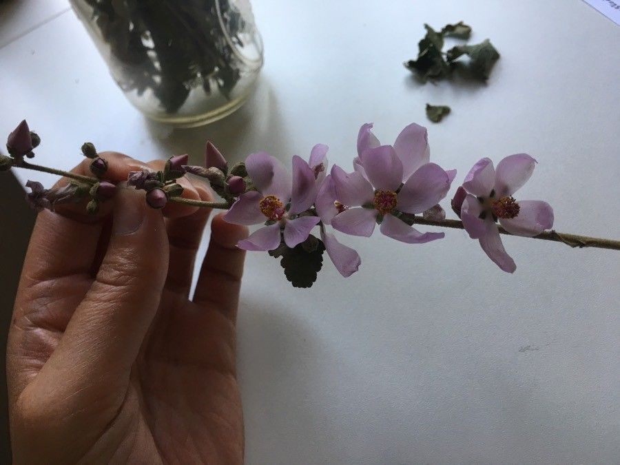 Malacothamnus fremontii flower
