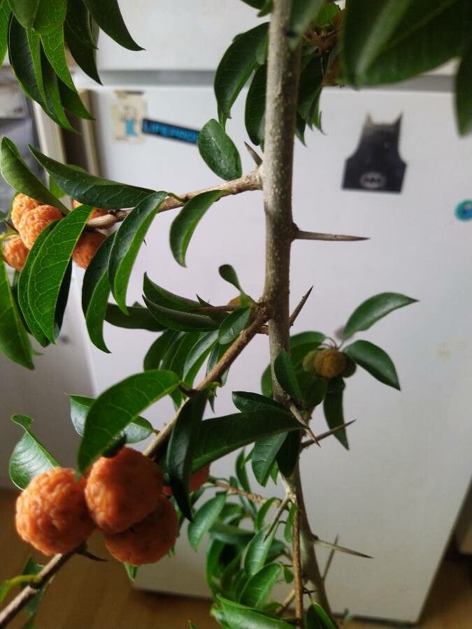 Maclura cochinchinensis fruit