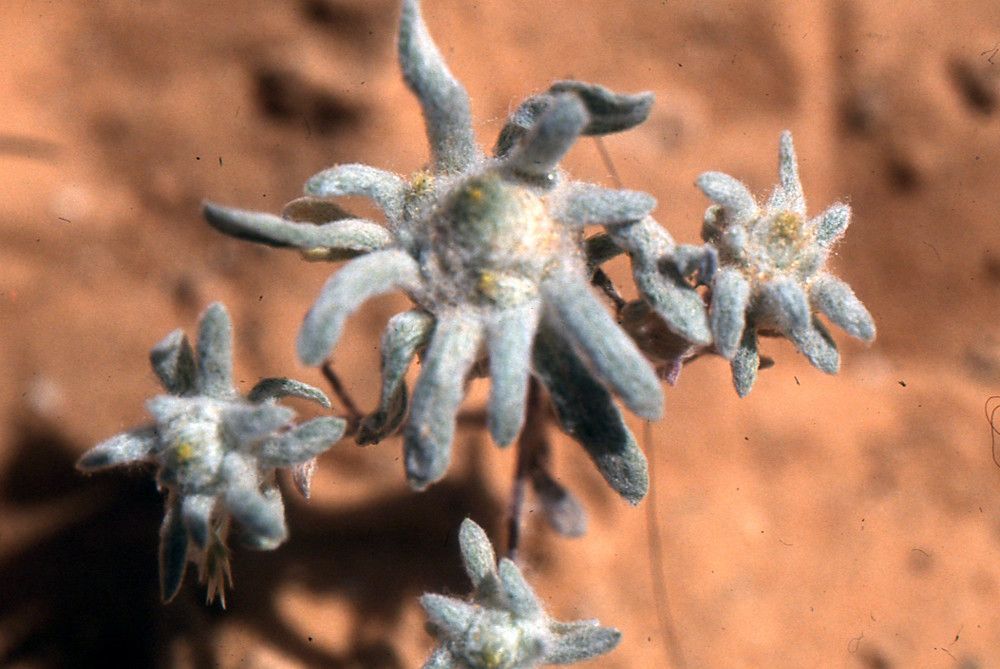 Filago sahariensis flower