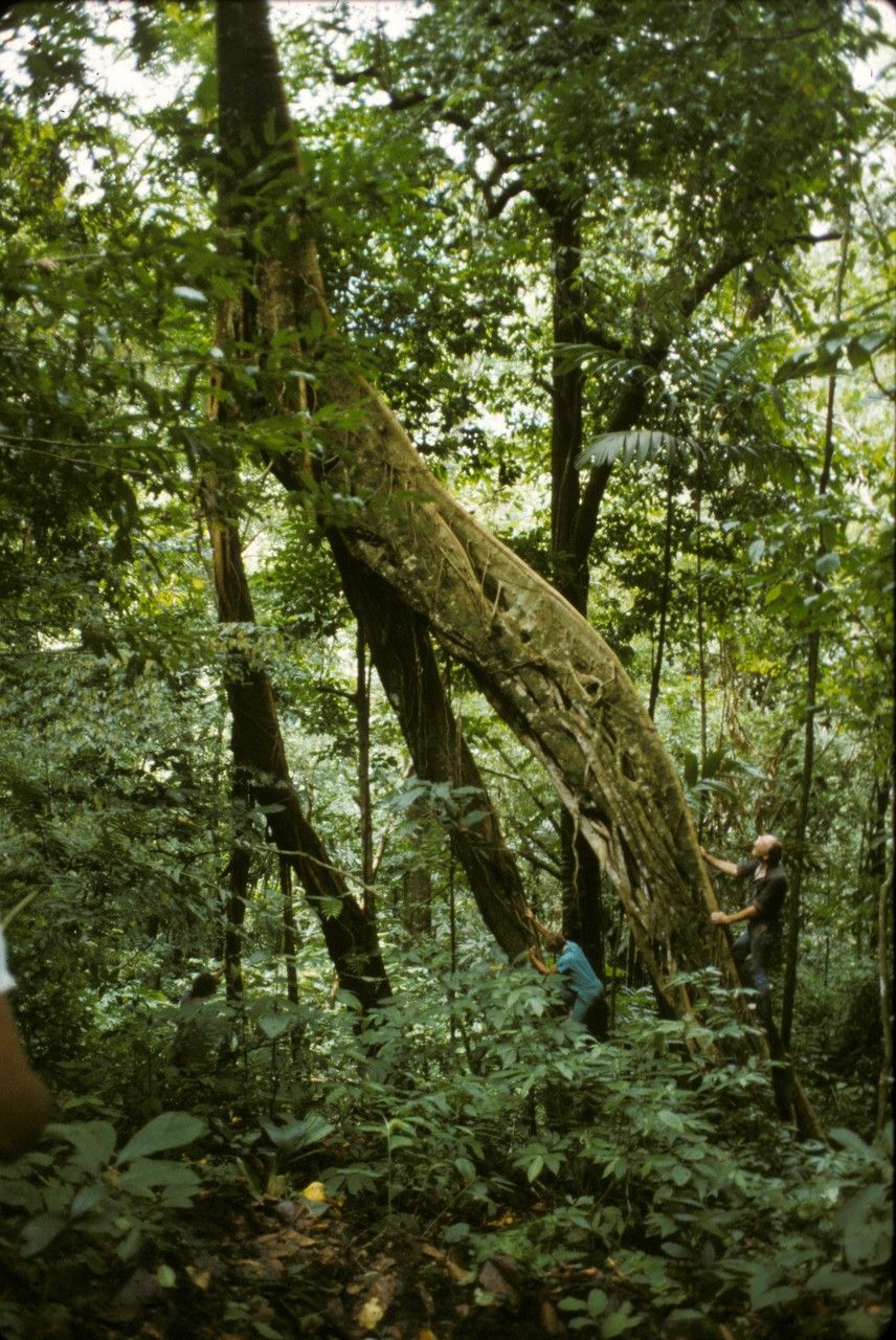 Ficus sumatrana bark