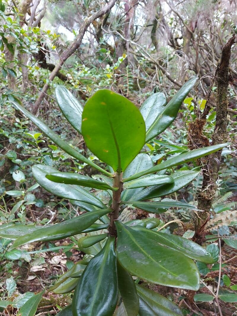 Badula fragilis leaf