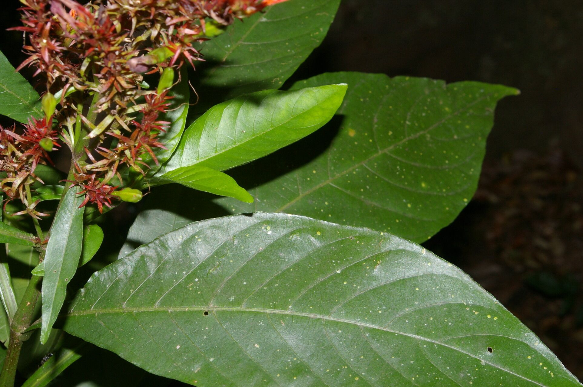 Justicia arborescens flower