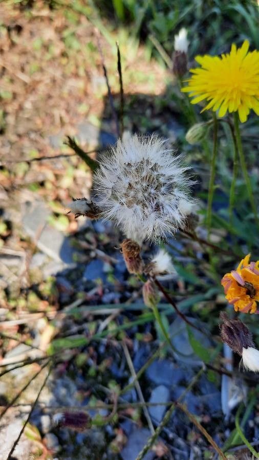 Crepis foetida fruit