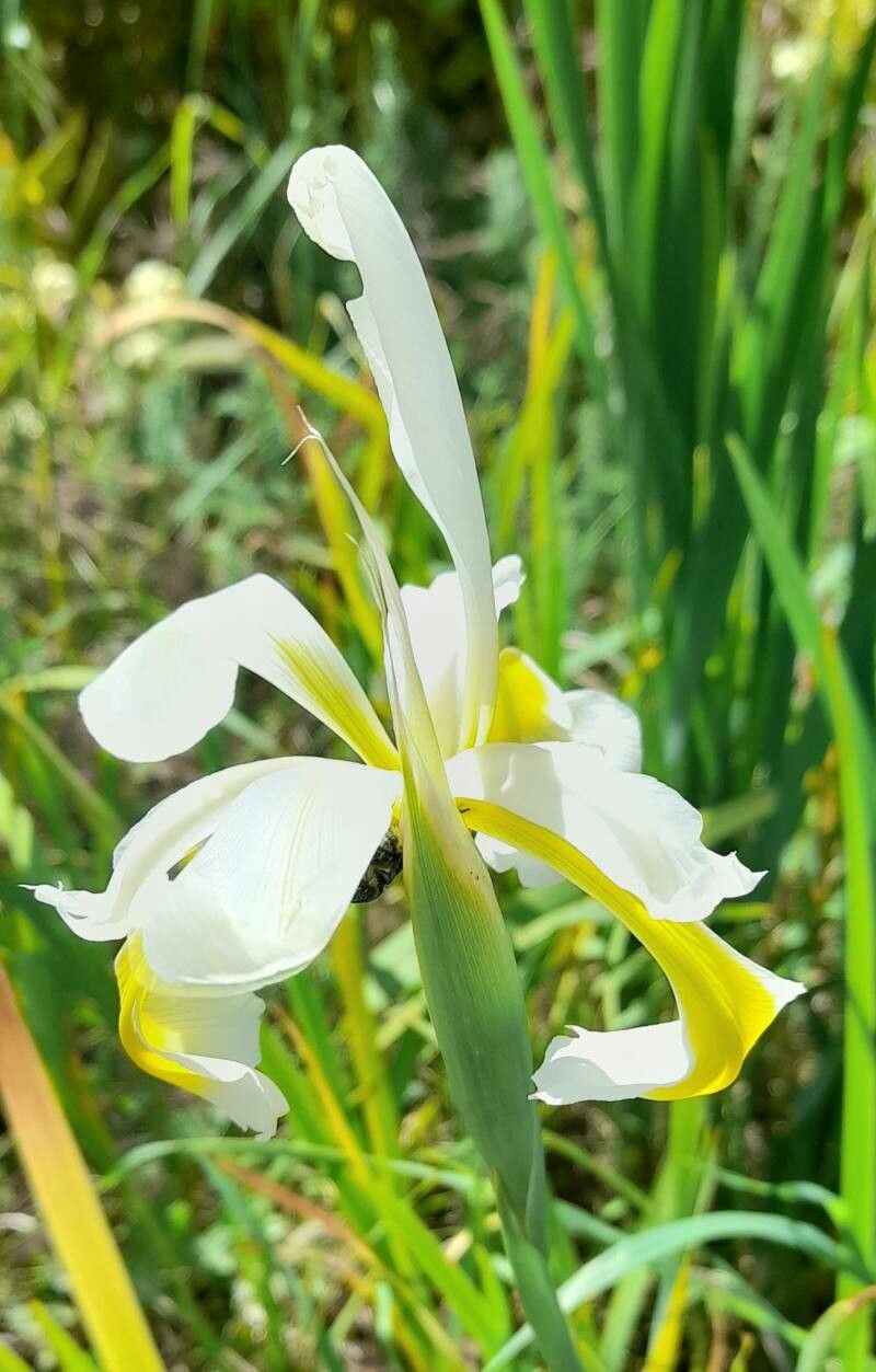 Iris halophila flower