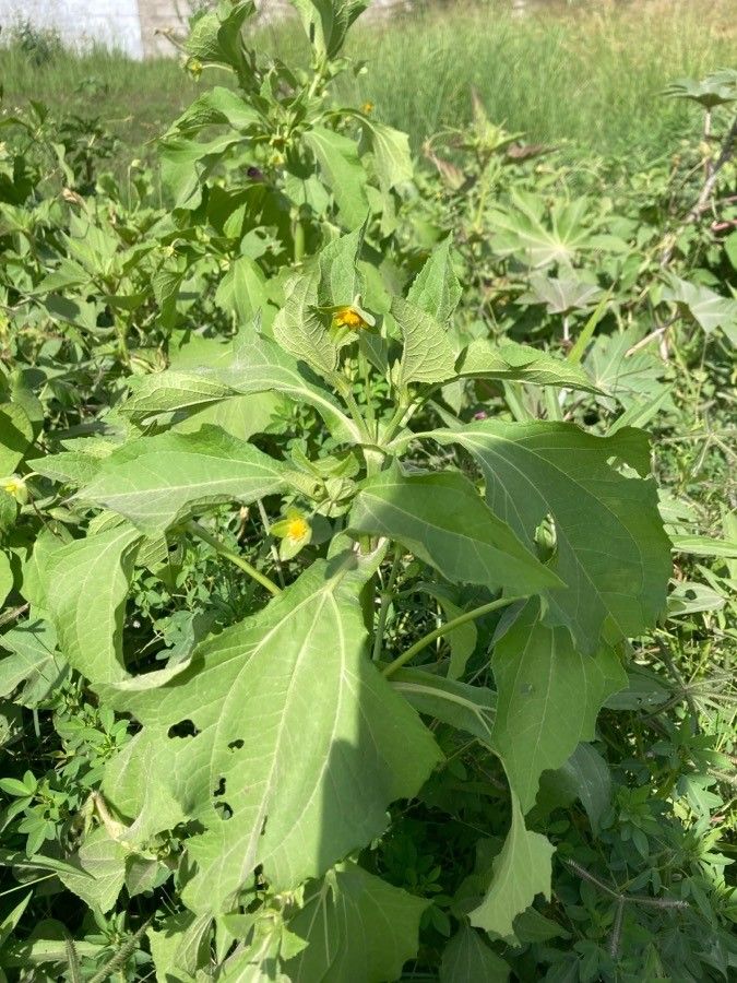 Melampodium perfoliatum leaf
