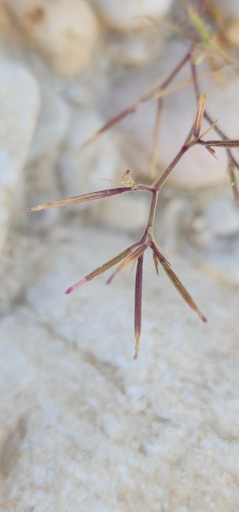 Dianthus nudiflorus fruit
