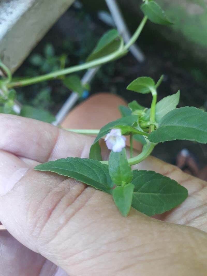 Torenia thouarsii leaf