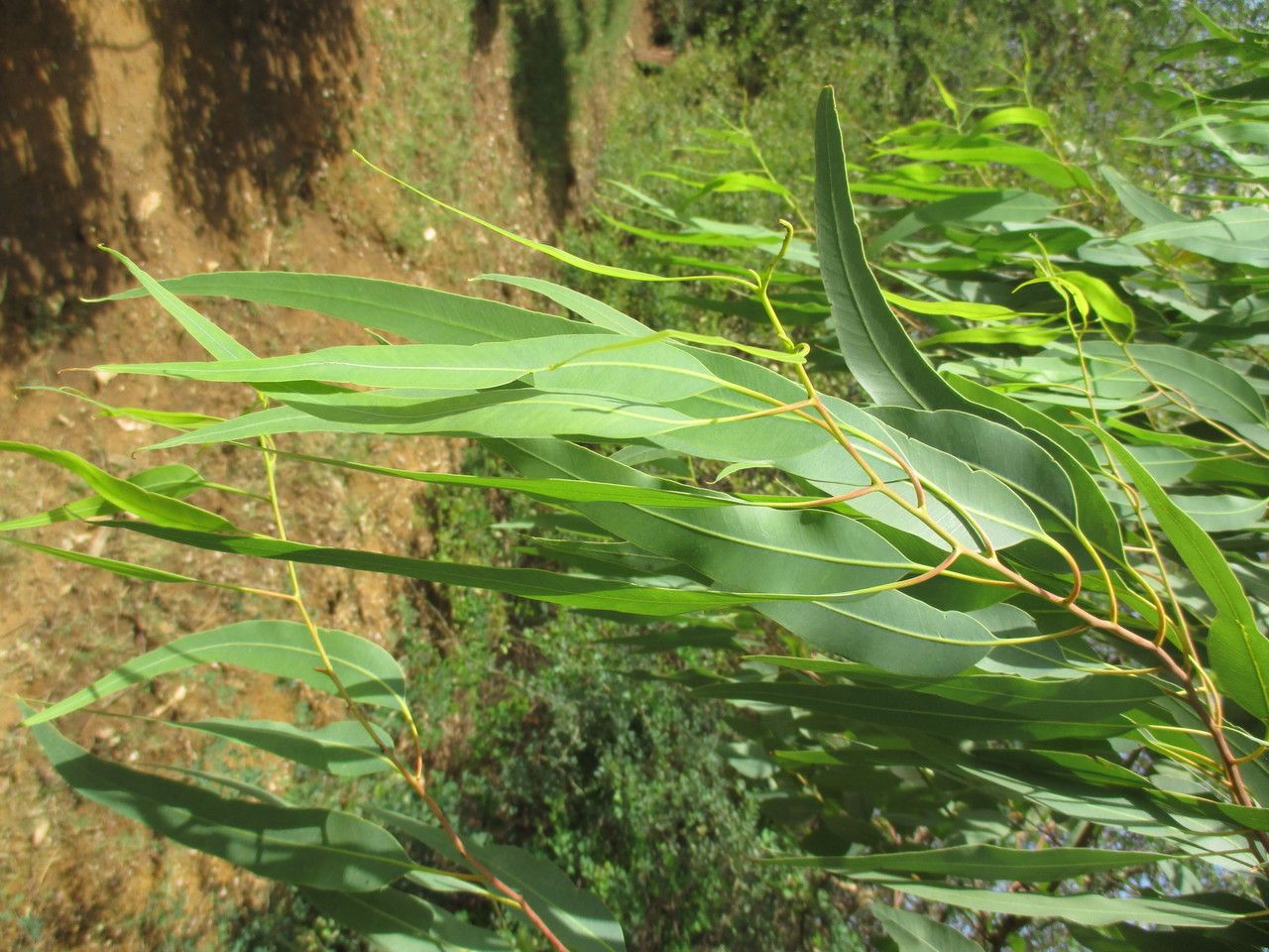 Eucalyptus alba other