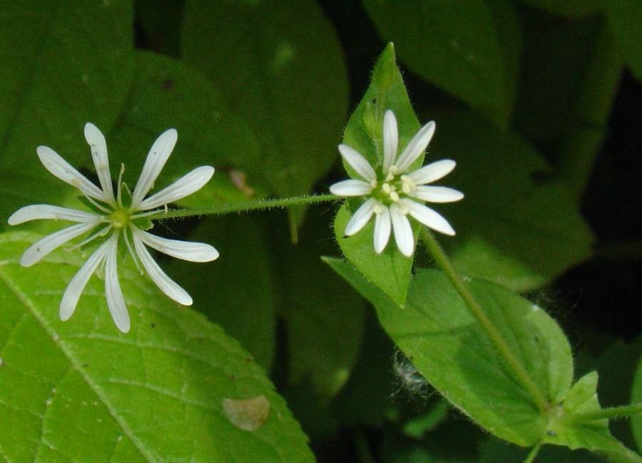 Stellaria nemorum flower